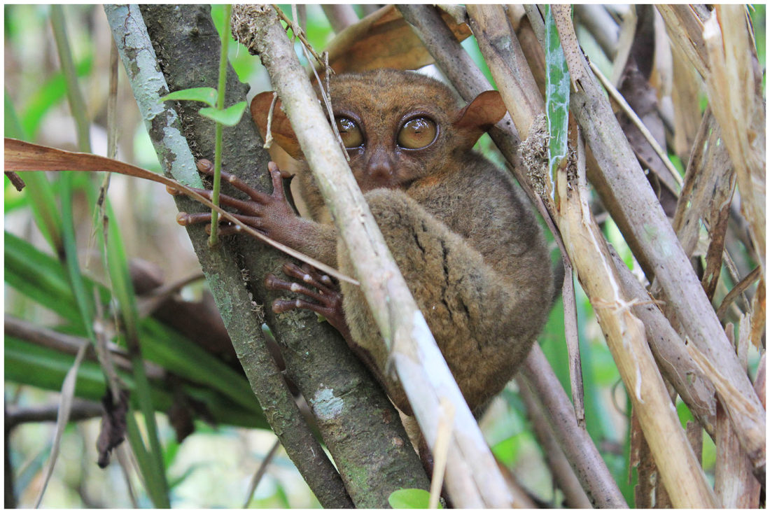 Meeting The Tarsier In Bohol - Le Vent Nous Portera