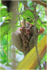 Meeting The Tarsier In Bohol - Le Vent Nous Portera